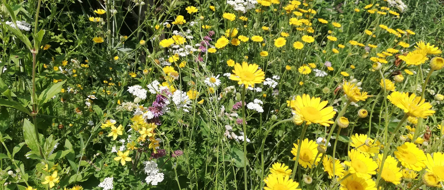 20230624_Garten Zbg-ccbyNPH-JSchüßler