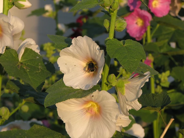 2015-07-25-schauenburg-hummel-ccby-junker (1)