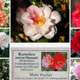 Collage 1.1.jpg Eine Collage bunter Kamelienblüten in Rot, Rosa und Weiß samt Infotext zu Freilandkamelien.