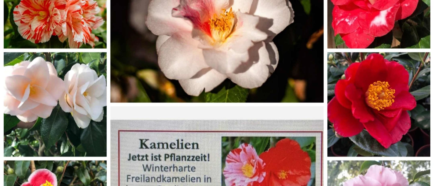 Collage 1.1.jpg Eine Collage bunter Kamelienblüten in Rot, Rosa und Weiß samt Infotext zu Freilandkamelien.