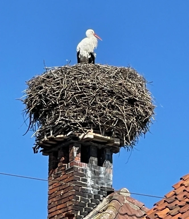 Vorsfelde.jpg Storch im Horst