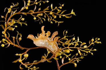Modell Sargassum-Nacktschnecke Scyllaea pelagica. Foto Sven TrŠnkner.jpg