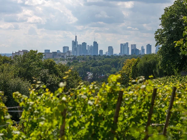 Städtischer Weinberg Lohrberg Frankfurt am Main