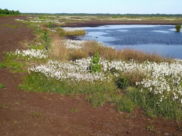 Vehnemoor Wollgras Lache Horizont .jpg
