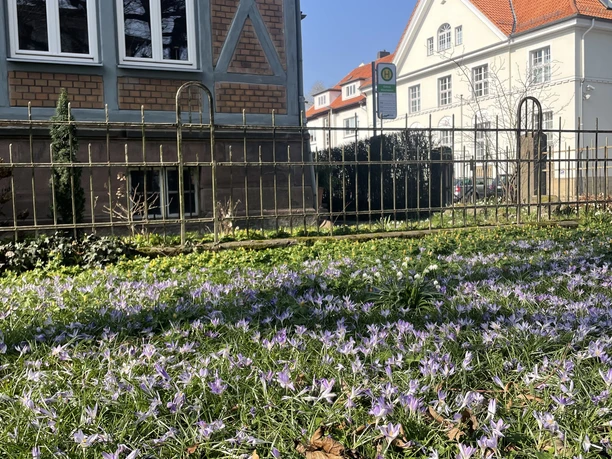 Frühling, Bürgermeisterwall Blühende lila Krokusse auf einer Wiese vor historischen Gebäuden mit Fachwerk und roten Dächern.