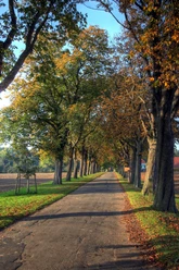 Allee mit hohen Laubbäumen im Herbst, schmaler Weg zwischen Feldern