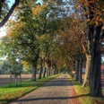 Allee mit hohen Laubbäumen im Herbst, schmaler Weg zwischen Feldern