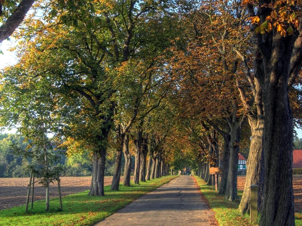 Allee mit hohen Laubbäumen im Herbst, schmaler Weg zwischen Feldern