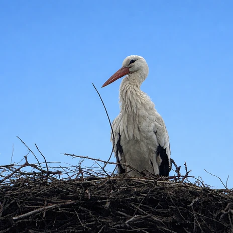 Weißstorch auf seinem Nest.png Weißstorch auf seinem Nest in Warmenau.