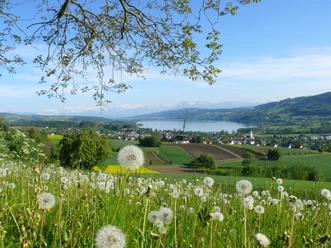 Eichberg Seengen