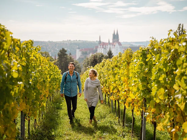 Wandern durch die Proschwitzer Weinberge mit Blick auf die Albrechtsburg Meißen