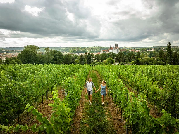 Blick über die Proschwitzer Weinreben auf die Albrechtsburg