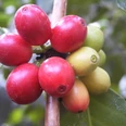 Coffea arabica Fruchtsammlung (6)