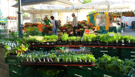 JungpflanzenStand