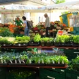 JungpflanzenStand