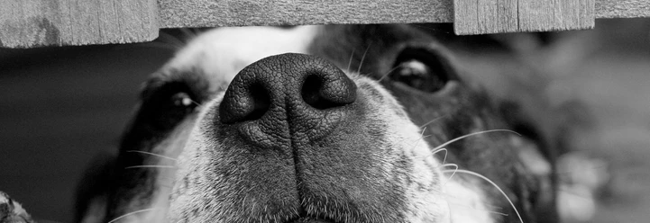 Dog cute pet kleiner