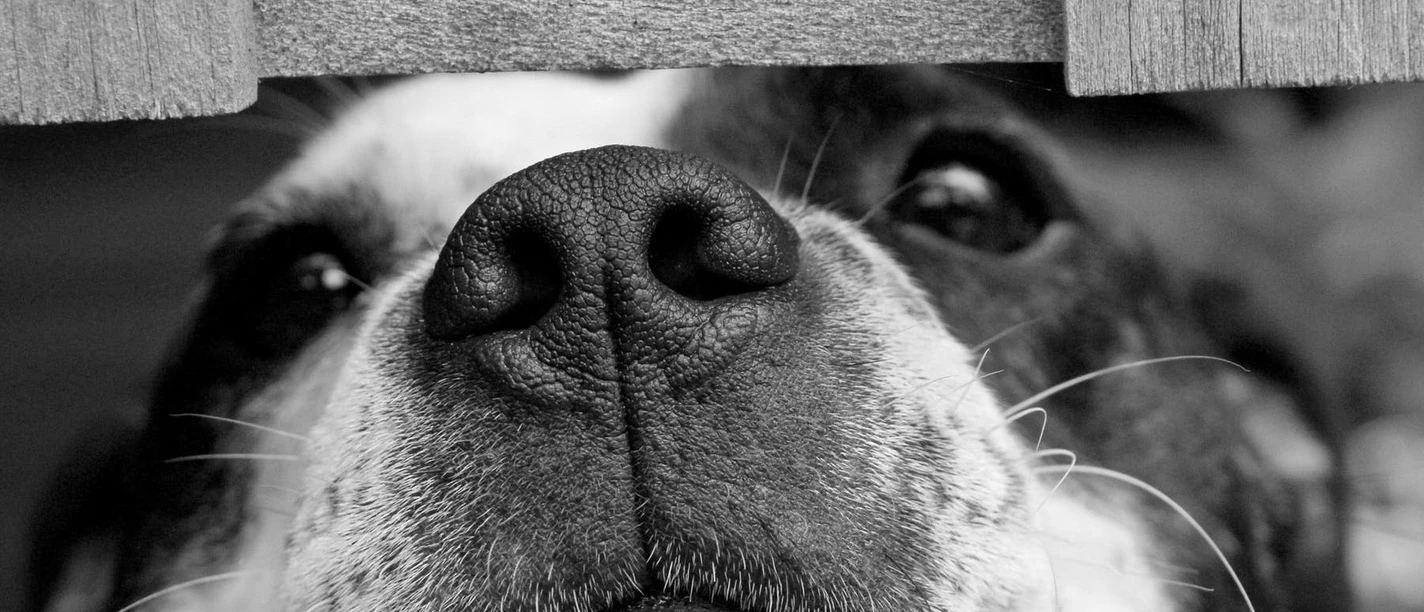 Dog cute pet kleiner