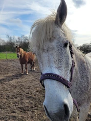 Pony