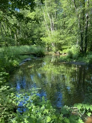 Wald