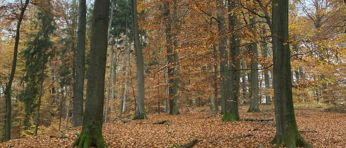 Fallende Blätter Fallende Blätter