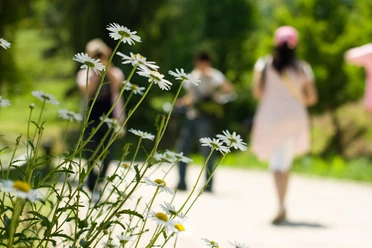 Voorbeeldafbeelding Spaziergang im Sommer
