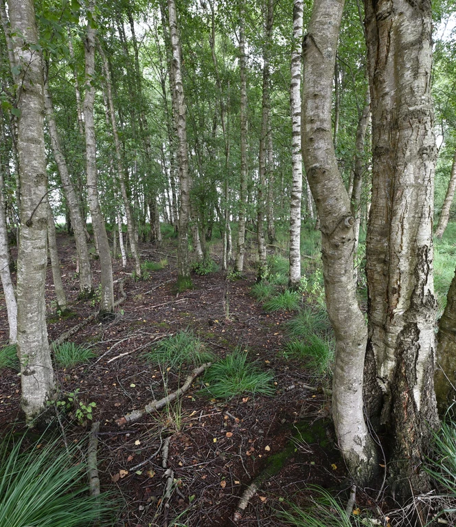 Die Moorbirke ist eine echte Pionierin..JPG