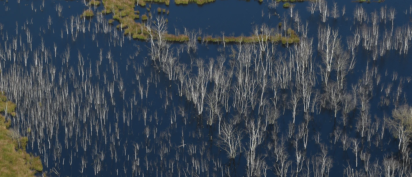 Moorbirke Foto Schüring (16).JPG