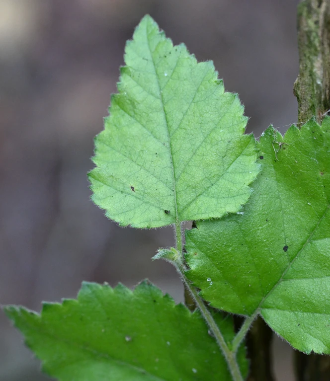Moorbirke Foto Schüring (5).JPG