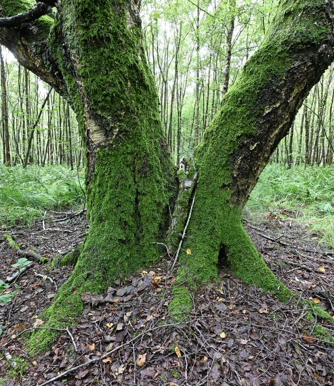 Moorbirke Foto Schüring (4).JPG