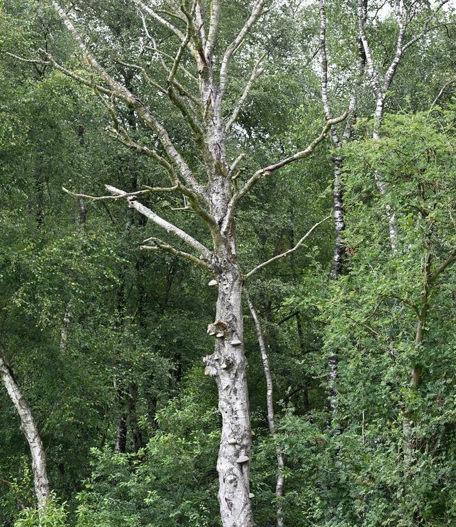 Moorbirke Foto Schüring (13).JPG