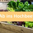 Ab ins Hochbeet