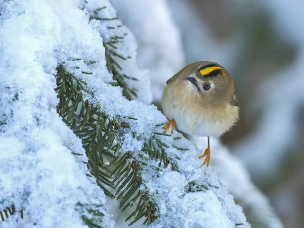 Wintergoldhaehnchen (c) Burkhardt Marcel