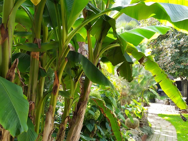 Exotengarten Seggewiß