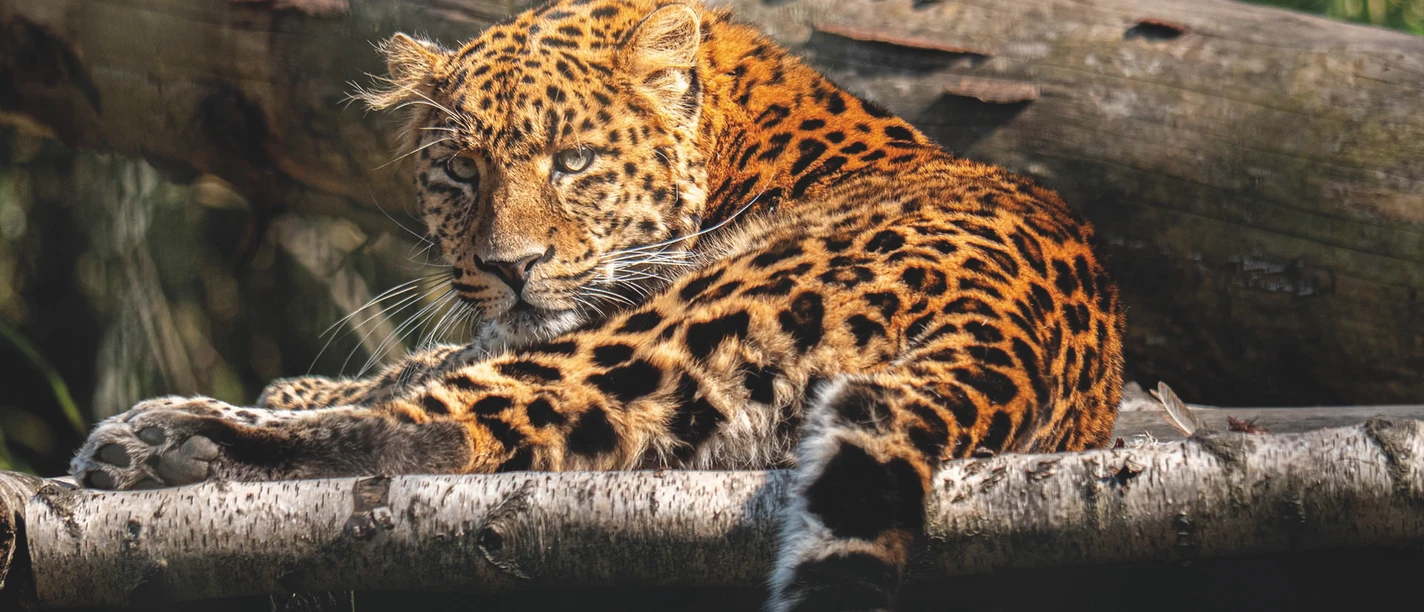 Themen-Tag im Wingster Waldzoo