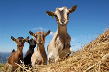 Goat petting zoo Fronalpstock