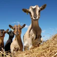 Goat petting zoo Fronalpstock