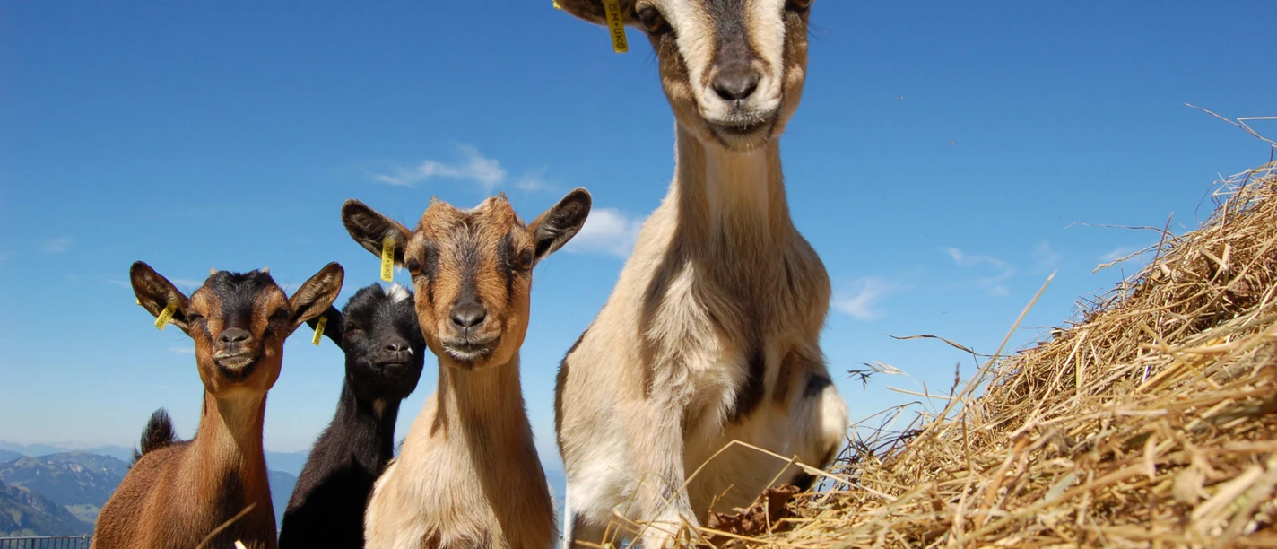 Goat petting zoo Fronalpstock