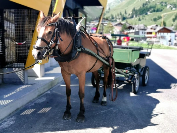 Promenades en calèche à Stoos