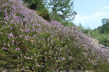 Berheide Horn Bad Meinberg.jpg