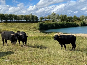 Wasserbüffel Lage-Müssen.jpg