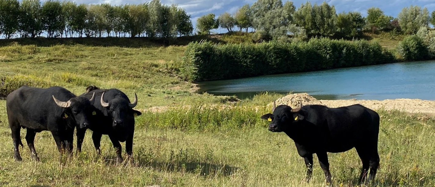 Wasserbüffel Lage-Müssen.jpg