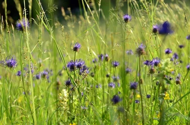 Tag der Natur