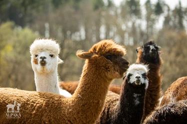 AlpakasTerminal for Kids gGmbH