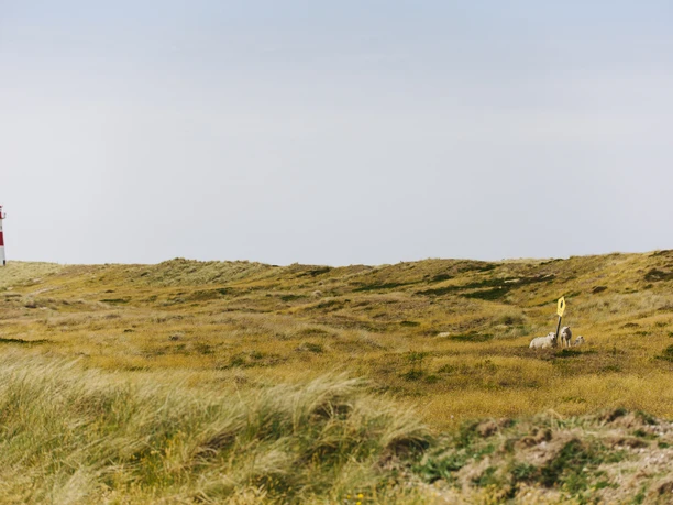 Ellenbogen bei List – Natur pur am nördlichsten Punkt Deutschlands