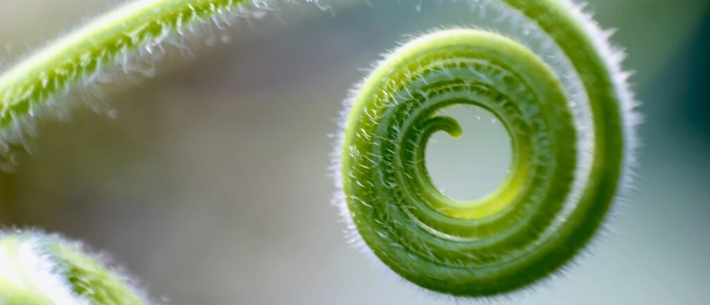 Pflanzen_Grenzgeschichten_Titel.jpeg Wildkräuterwanderung