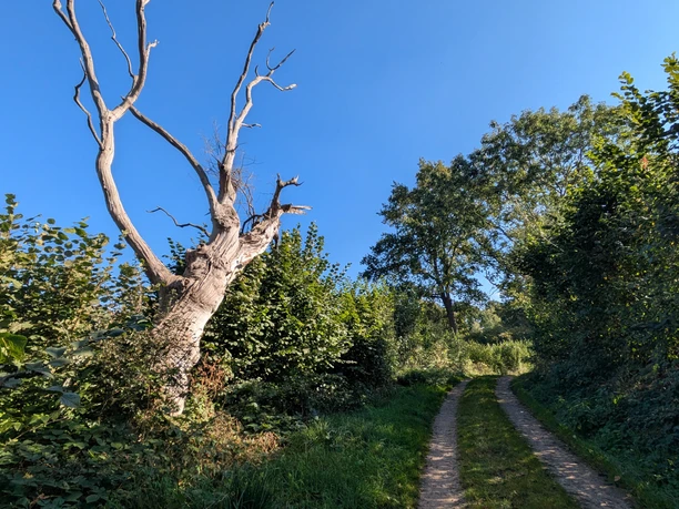alter Baum © NPHS .jpg