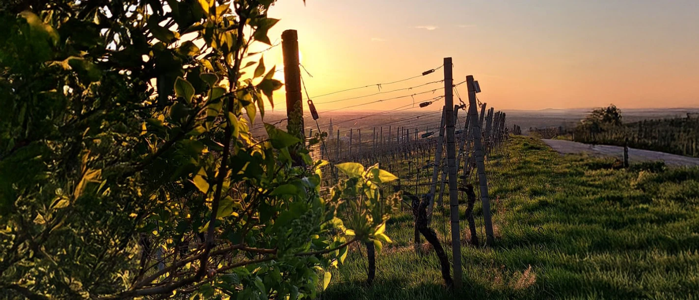 Sonnenuntergang im Weinberg