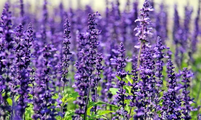 noname_13-lavender-1507499_1920.jpg