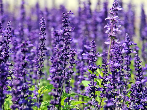 noname_13-lavender-1507499_1920.jpg
