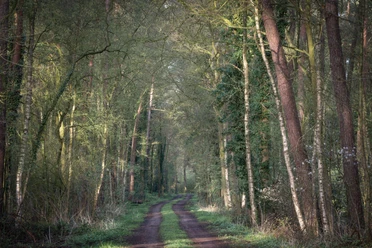 Tiefes Reitgaar 02.jpg